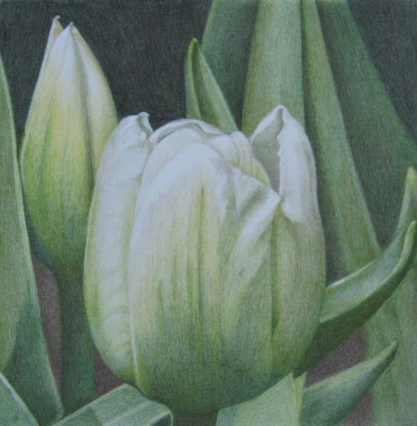 Tulip1/white