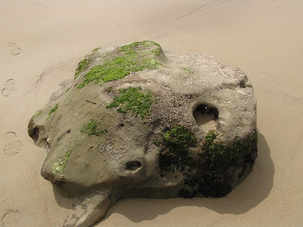 Giant Petrified Sea Frog!