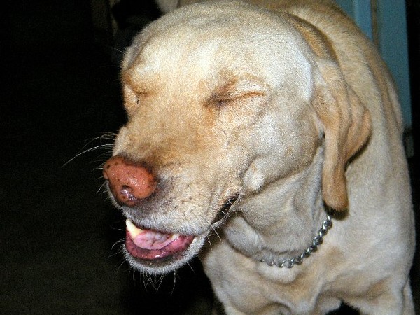 Laughing dog...