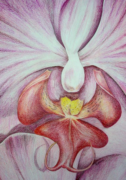 Orchid 09