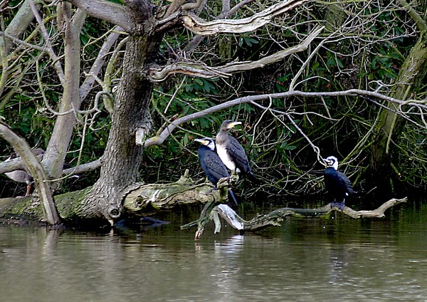 cormorants