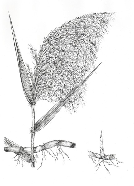 Common Reed - Phragmites communis