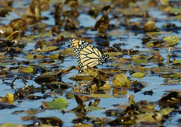 Monarch drinking water