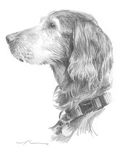 irish setter dog pencil portrait