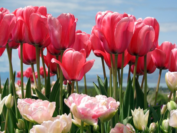 Tulips In The Sky