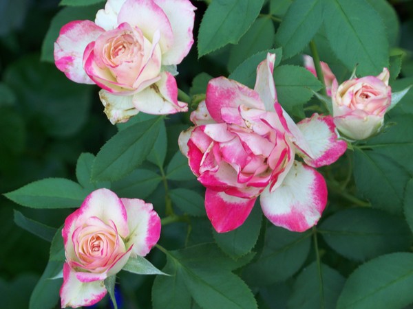 Variegated Roses