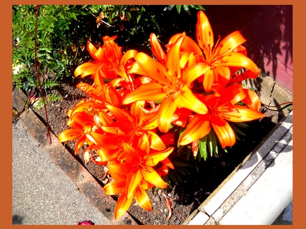 Glowing effect on Orange flowers