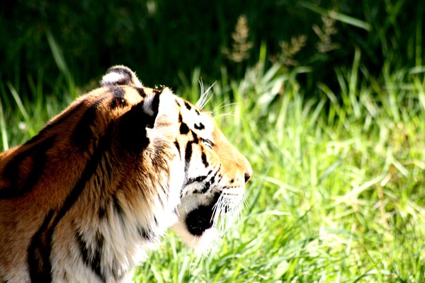 looking for lunch...tiger-minnesota zoo