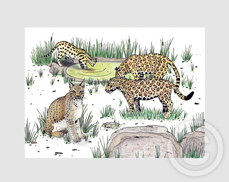 Bobcat, Jaguars & Serval Whimsical Illustration