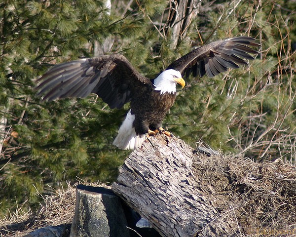 Mountain Eagle