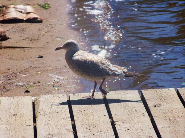 seagull out for a walk