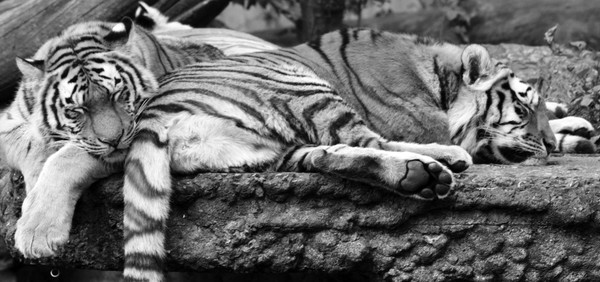 The sleeping tigers