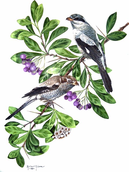 Northern Shrikes