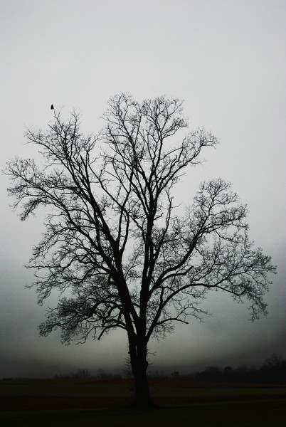 November Tree In Fog
