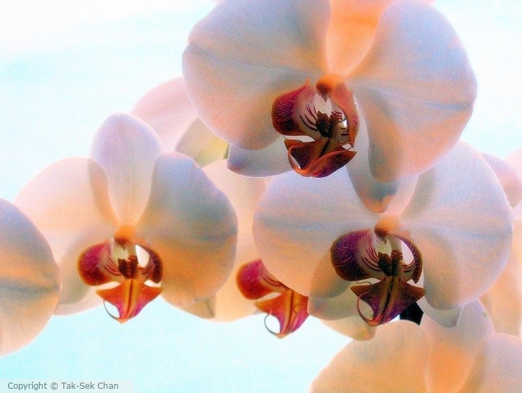 Moth Orchid (Phalaenopsis aphrodite) 05-28-2008