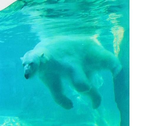 polar bear pic 
