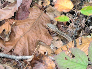 Snake in the Ground Cover