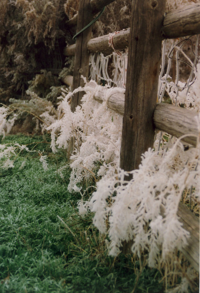 Along the fence