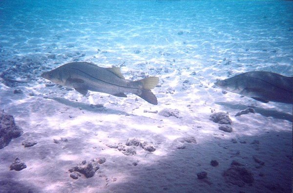 Snook at Rum Point