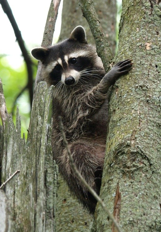 Raccoon in Tree 1