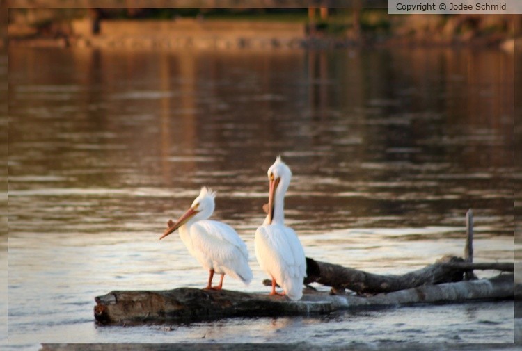 Pelican too