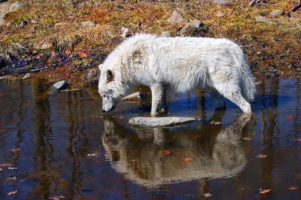 Arctic Wolf and its reflection