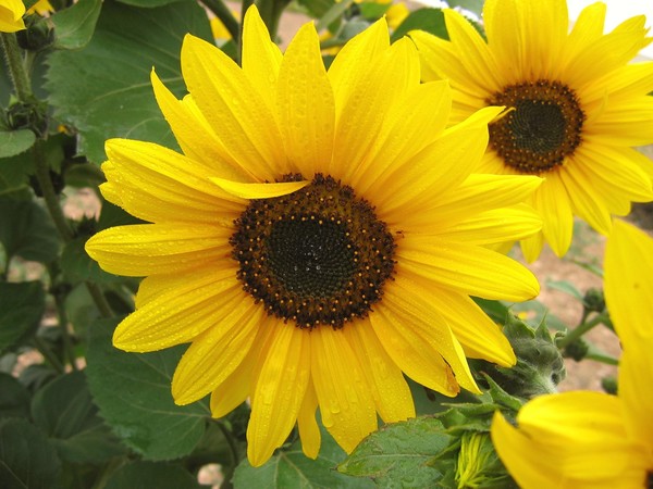 Wet Sunflower
