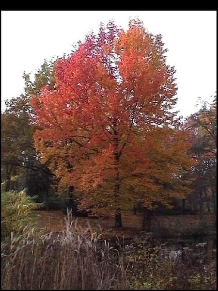 Tree, autumn in Berlin