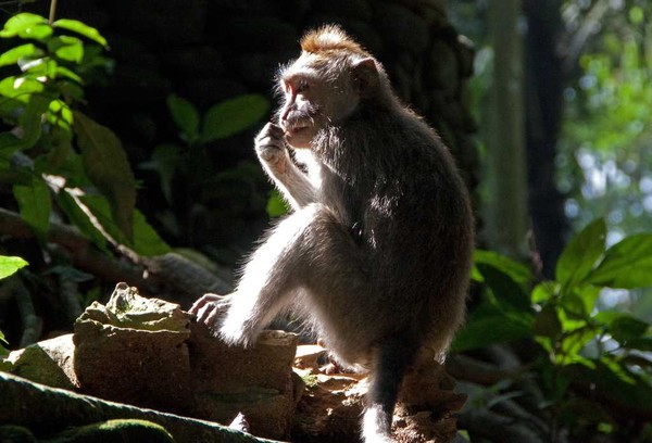 Longtail Macaque 