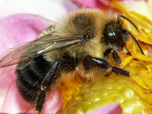 bee in pollen