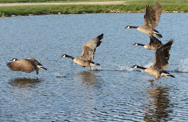 Geese Landing