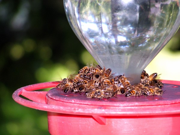 BEE-landing room