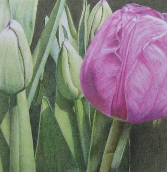 Tulip3/purple