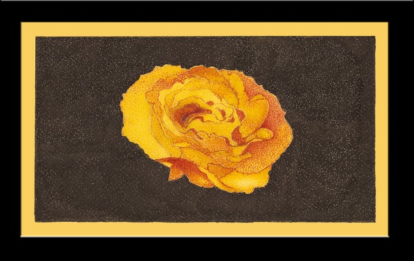 rosa amarela (yellow rose)