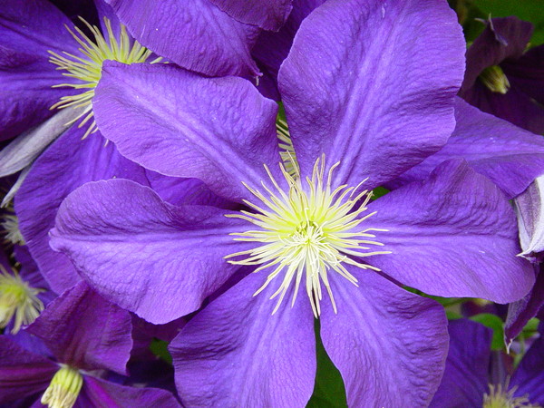 Clematis in Bloom