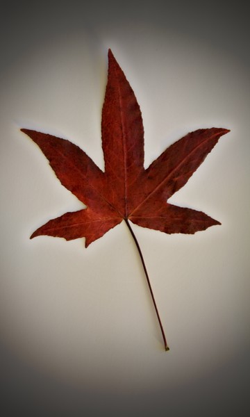 Autumn Leaf