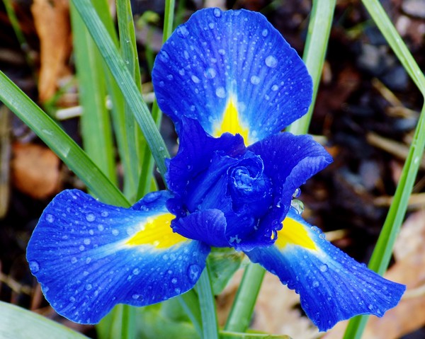 Rainy Morning Iris