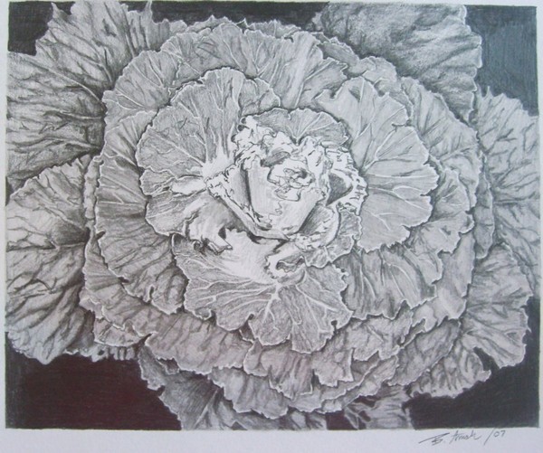 Cabbage #3