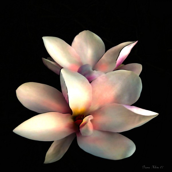 Magnolia by Diana Hliva