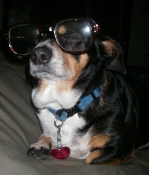 Dog With Reading Glasses