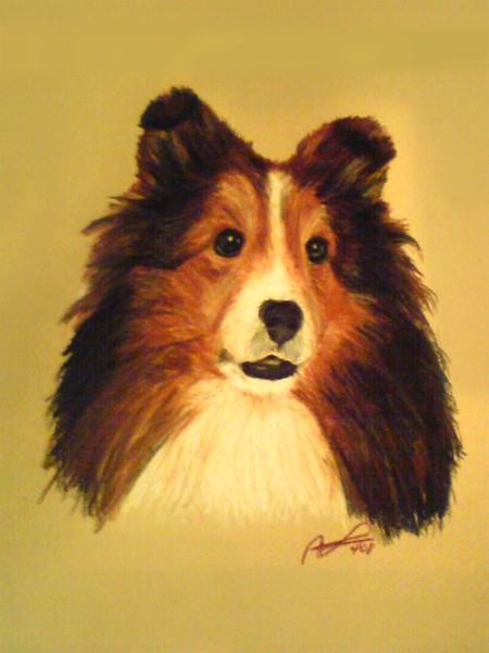 Shetland Sheepdog