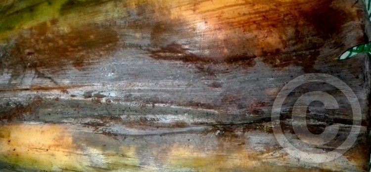 Bark Raw Canvas