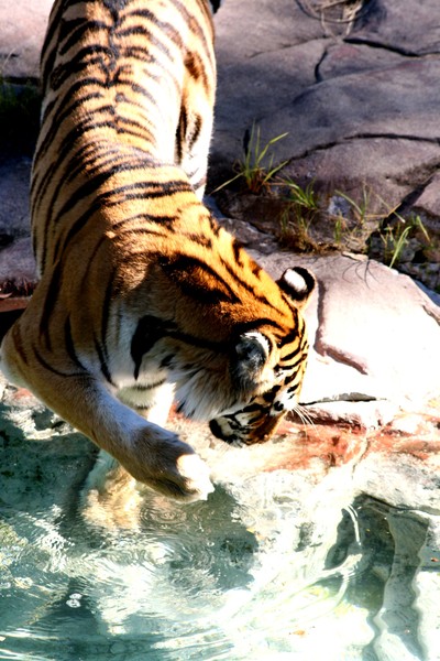 tiger-minnesota zoo