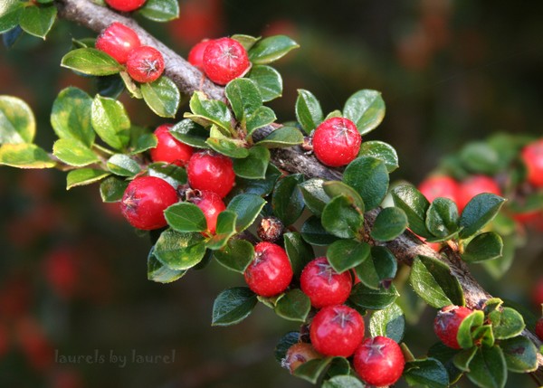 Red Berries 