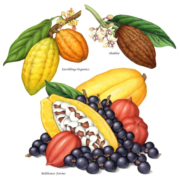 Cacao Illustrations