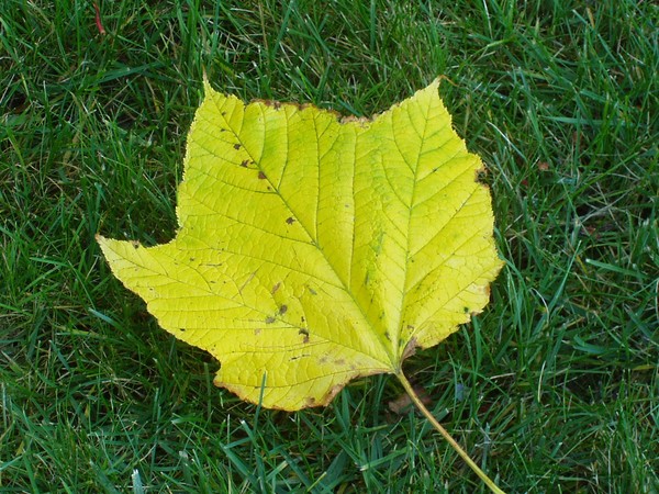 Fall Leaf on Summer Grass