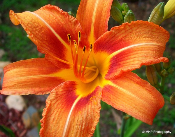 Orange Lily
