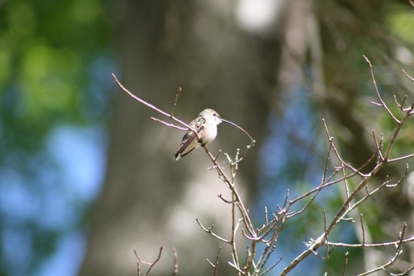 Little Hummingbird