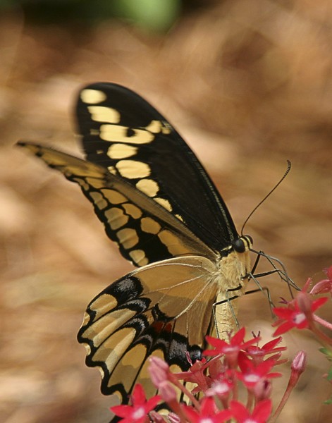 Black Swallowtail Butterfly