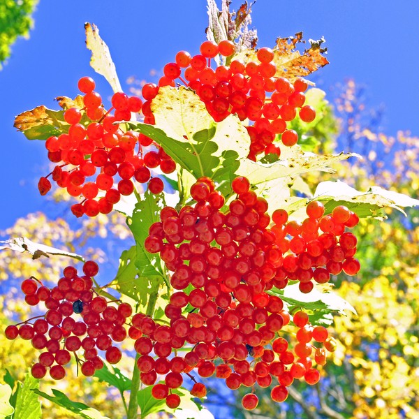 Autumn Berries